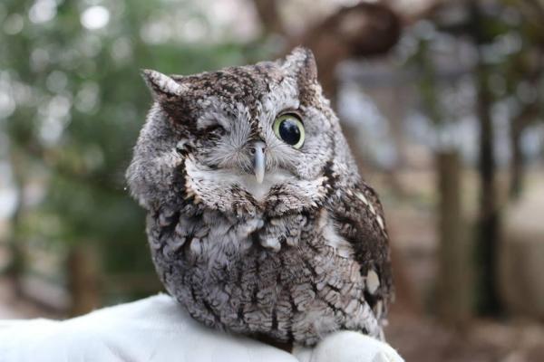 暖心!美动物园收留独眼猫头鹰为其安家