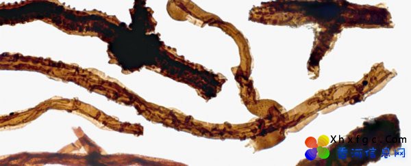 �����������������ʲô��