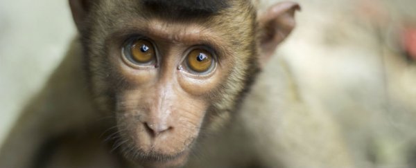 ��������Ĳ��鶯����������