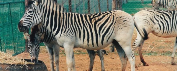 ��ѧ�����ڸ����������İ�¿