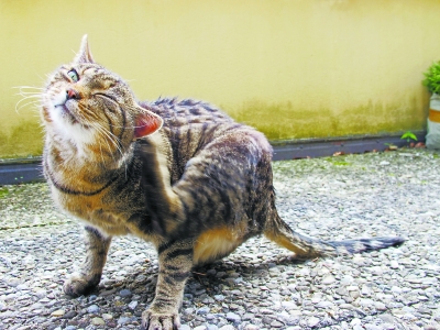 ���֡����������ʡ� ֹ������ֻ�������ӡ�