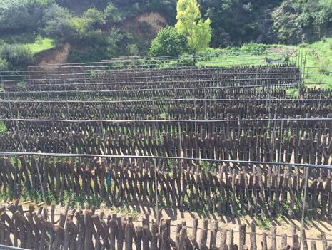 互联网+扶贫的攻艰战,百度扶贫基地三大项目全面展开