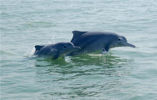首个沙滩公益主题音乐节 和2018北部湾(钦州)迷笛音乐节一起保护白海豚